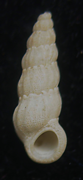 opalia hellenica